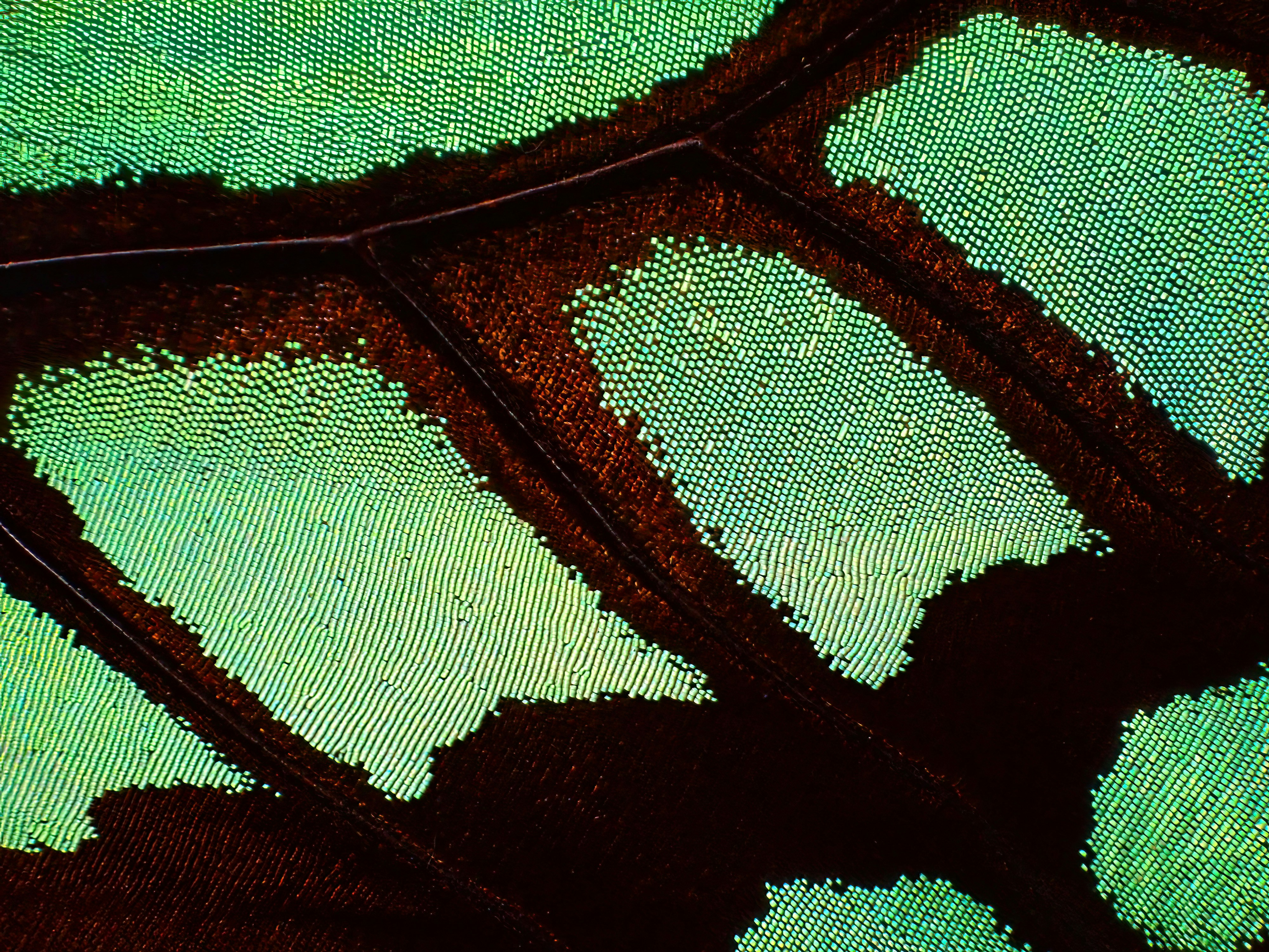 Wings